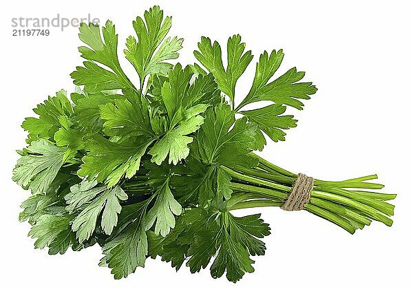 Bunch of green parsley isolated on white background