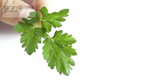 Sprig of parsley in hands isolated on white background close-up