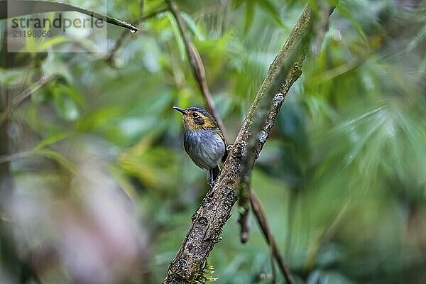 Cute Ocre-faced today flycatcher perched on a branch against defocused green background  Caraça Natural Park  Minas Gerais  Brazil  South America