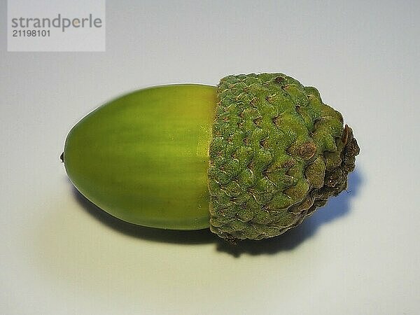 Acorn nut fruit of oaks (Quercus)  white background  North Rhine-Westphalia  Germany  Europe