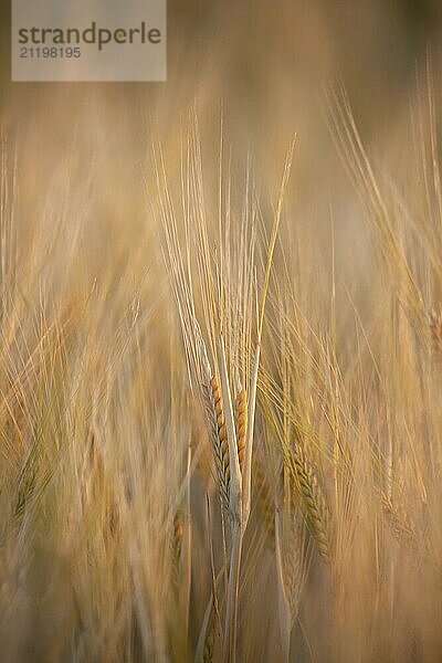 Spikelet of barley in a dense field. Barley field in the golden glow of the evening sun. Spikelets background on the field. Selective focus