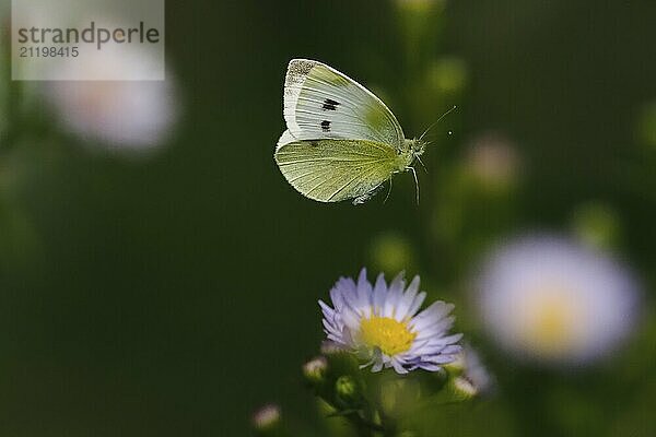 Ein Kleiner Kohlweißling (Pieris rapae) fliegt nahe einer lila Blume vor grünem Hintergrund  Hessen  Deutschland  Europa