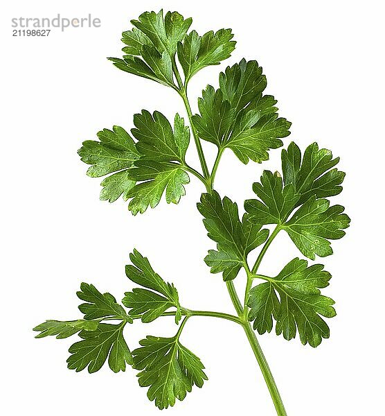 Sprig of parsley in full focus isolated on white background. For design  fresh greens that decorate dishes in the kitchen