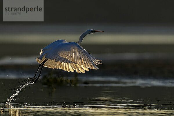 Silberreiher  (Egretta alba)  auffiegender Silberreiher im morgentlichen Gegenlicht  Lausitz  Sachsen