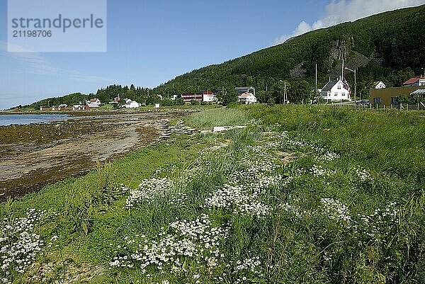 Wildflowers on the beach in Skaland  Senja  Troms  Norway  Europe