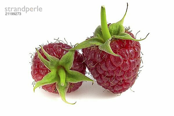 Two raspberries isolated on white background close-up