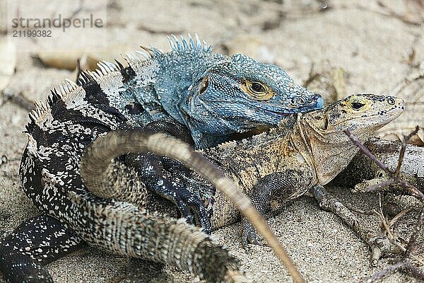 Iguana couple copulate  Black Iguana (Ctenosaura similis)  Manuel Antonio National Park  Costa Rica  Central America