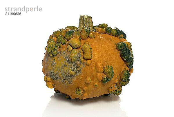 One big orange green pumpkin in closeup over white background