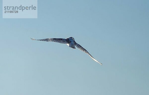 Snowy Owl Canada in Winter Prairies Saskatchewan