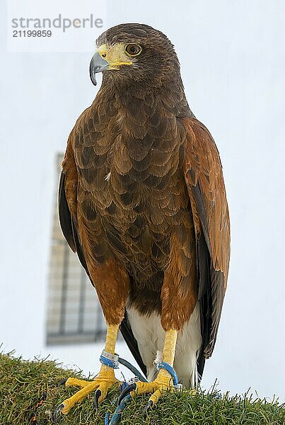 Close-up of a hawk with brown plumage and yellow claws against a white background  captivity  Arcos de la Frontera  Cadiz province  Cadiz  Andalusia  Spain  Europe