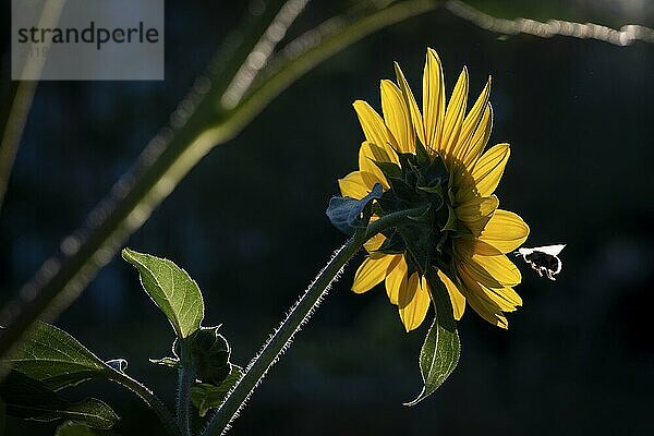 Sonnenblume (Helianthus annuus) mit Biene im Flug vor dunklem Hintergrund  Kopenhagen  Dänemark  Europa