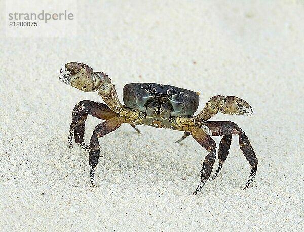 Crab with raised claws ready to attack on white sand beach