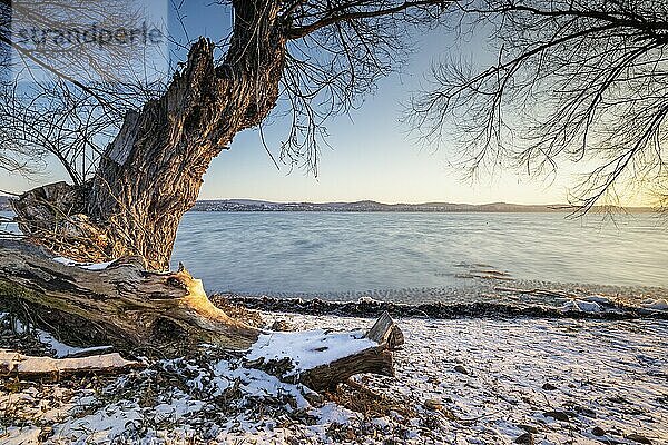 Snow-covered tree trunk on the lakeshore at sunrise with a view of the nearby shore  Niederzell  Reichenau  Lake Constance  Baden-Württemberg  Germany  Europe