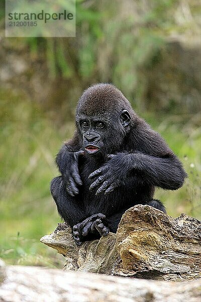 Western gorilla (Gorilla gorilla)  Africa  young animal  imposing behaviour  grimace