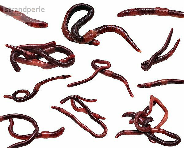 Set of earthworms closeup isolated on white