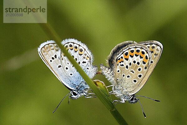 Common blue  common blue  mating