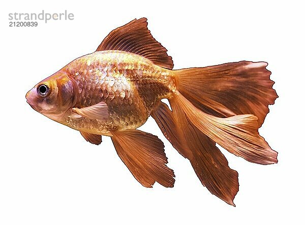 Beautiful goldfish  isolated on white