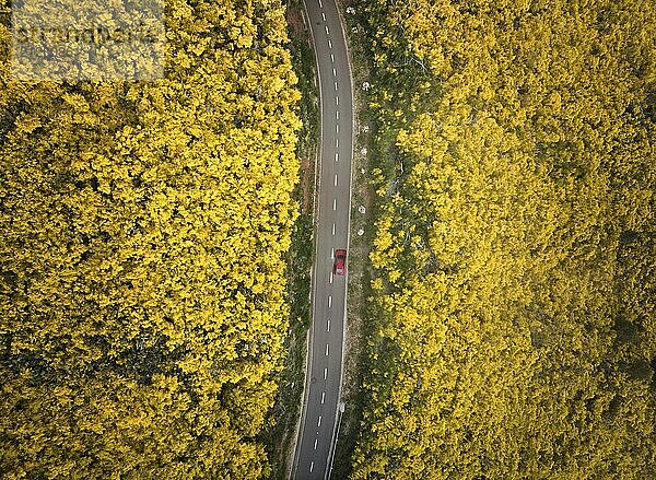 Luftaufnahme einer Straße mit rotem Auto zwischen gelb blühenden Cytisus Sträuchern bei Pico do Arieiro  Portugal  Europa