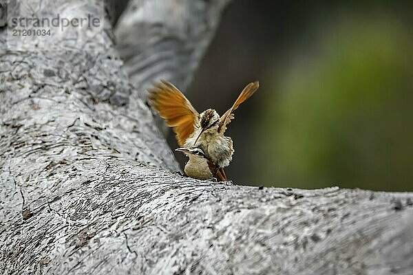 Couple of Narrow-billed woodcreeper mating on a grey tree trunk  Biribiri State Park  Minas Gerais  Brazil  South America