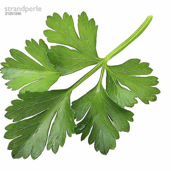 Fresh green parsley leaf isolated on white background