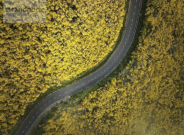 Luftaufnahme einer Straße zwischen gelb blühenden Cytisus Sträuchern in der Nähe von Pico do Arieiro  Portugal  Europa