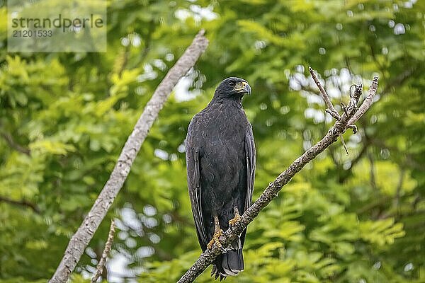 Close-up of a Great black hawk perched on a branch against green background  Pantanal Wetlands  Mato Grosso  Brazil  South America