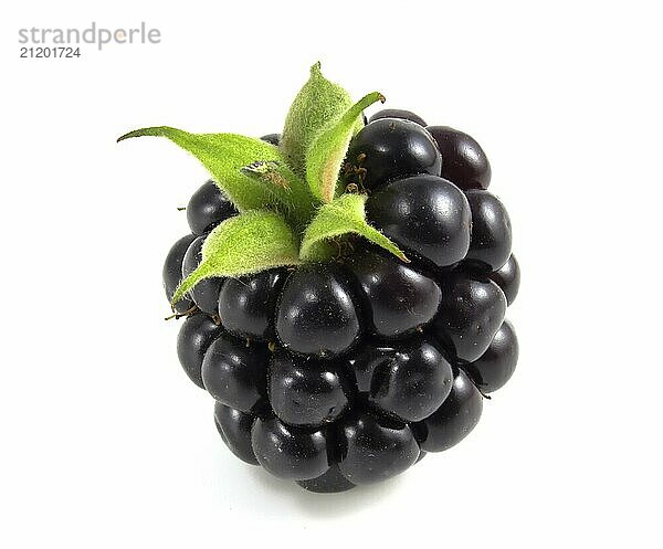 Brombeeren vor weißem Hintergrund. Schwarze Beere mit grünen Blättern