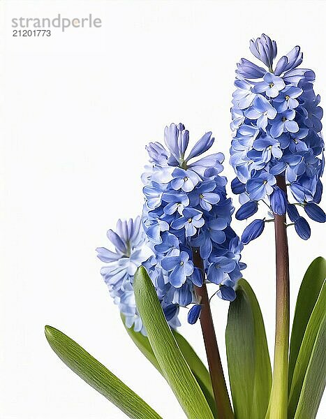 Three flowers of Grape Hyacinth isolated on white background