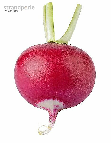 Single ripe red radish with white roots  isolated on a pure white background