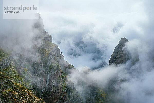 Ein in Nebel und Wolken gehüllter Berg mit blühenden Cytisus Sträuchern. In der Nähe von Pico de Arieiro  Insel Madeira  Portugal  Europa