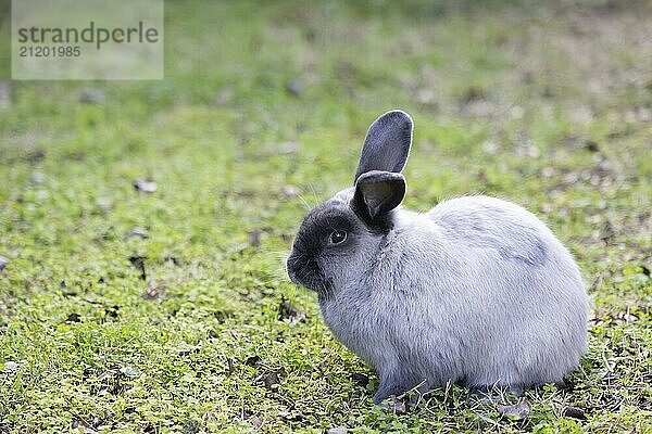 Eine schöne lop Kaninchen gegen einen isolierten Hintergrund der langen grünen Gras