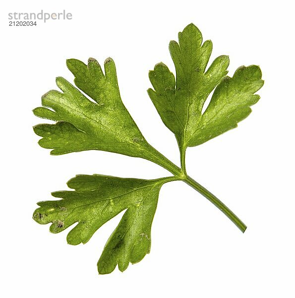 Single vibrant green parsley leaf isolated on a pure white background  symbolizing freshness and natural flavors