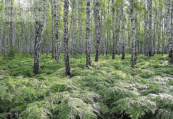 Nice summer birch forest in Russia