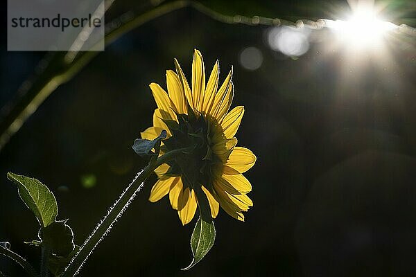 Rückansicht Sonnenblume (Helianthus annuus) vor dunklem Hintergrund im Gegenlicht  Kopenhagen  Dänemark  Europa