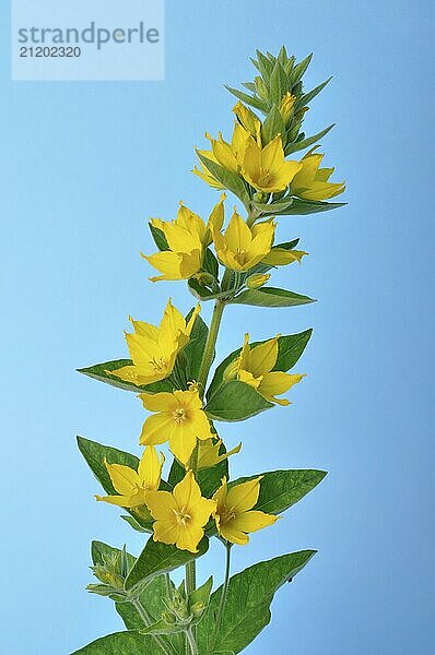 A stem of vibrant yellow flowers with green leaves against a blue background  Lysdimachus