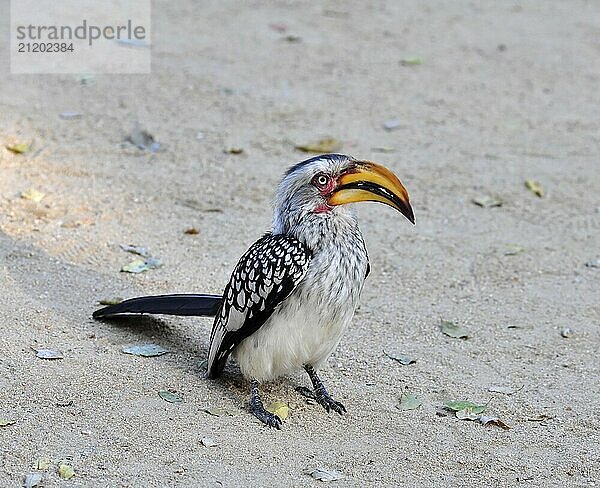 Southern yellowbilled hornbill in the Kruger Park  South Africa  Africa