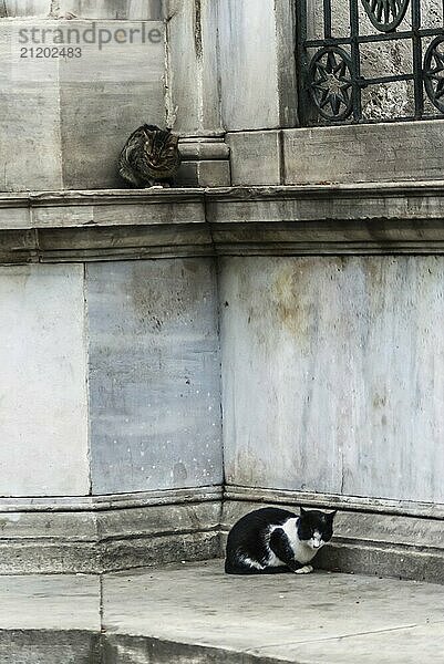 Zwei Straßenkatzen in Istanbul  Türkei  Asien