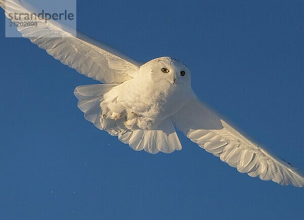 Snowy Owl Canada in Winter Prairies Saskatchewan