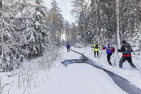 Group of people hiking in deep snow on a path by a frozen creek in a spruce forest. Sweden