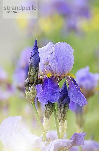 Violet Iris. Beautiful garden flower close up on green background