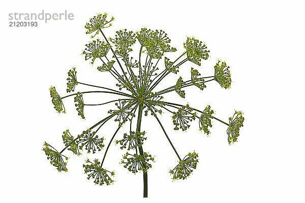 Dill flower isolated on white background