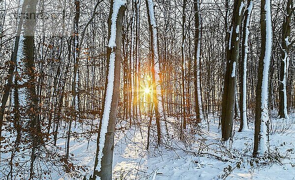 Sonne im gegenlicht mit bäumen im Schnee