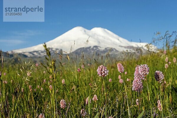 Beautiful view of Mount Elbrus and flowers  North Caucasus mountains  Russia  Europe