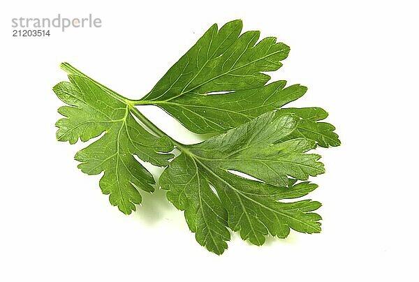 Cilantro leaf isolated on white background. Fresh sriprava greens for food close up