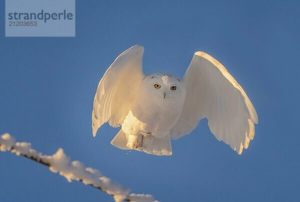 Snowy Owl Canada in Winter Prairies Saskatchewan