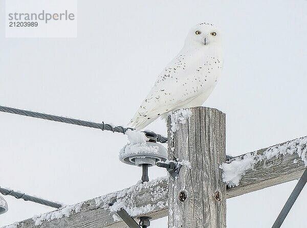 Snowy Owl Canada in Winter Prairies Saskatchewan