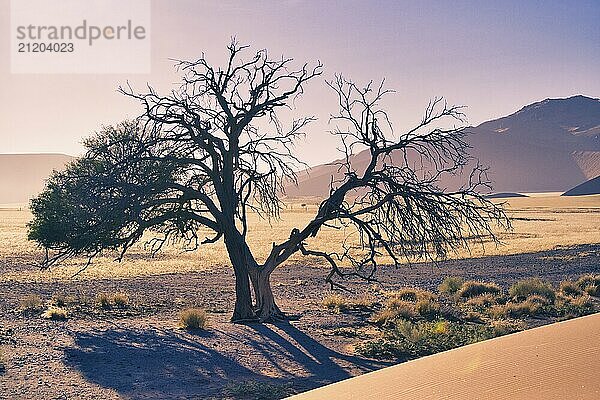 Horizontale Aufnahme eines sterbenden Baumes in der Wüste von Sossusvlei  Namibia  mit dramatischem Licht während der goldenen Stunde. Schönheit in der Natur  Afrika