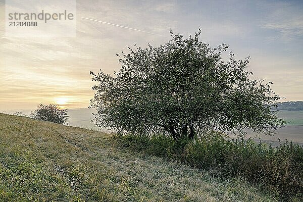 A tree next to a path at sunset  under a soft sky  view over a quiet landscape  Bisberg  Watterdingen  Hegau  Lake Constance region  Baden-Württemberg  Germany  Europe