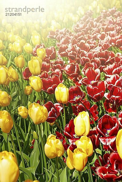 View at beautiful Keukenhof park flower lawns under blue sky during annual exhibition