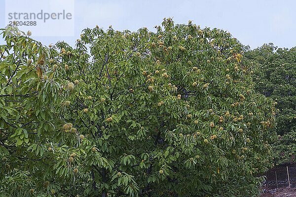 Grüner Baum (Aesculus hippocastanum) mit dornigen Kastanienfrüchten. mit weißem Hintergrund und Kopierraum